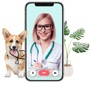 Doctor with dog - video vet service