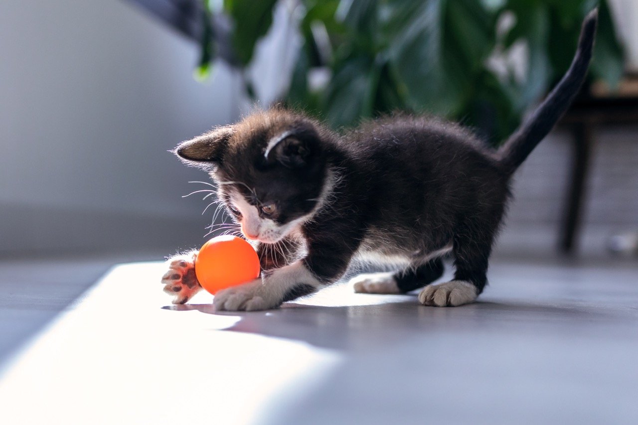 Body Language Indicating Your Cat Wants to Play