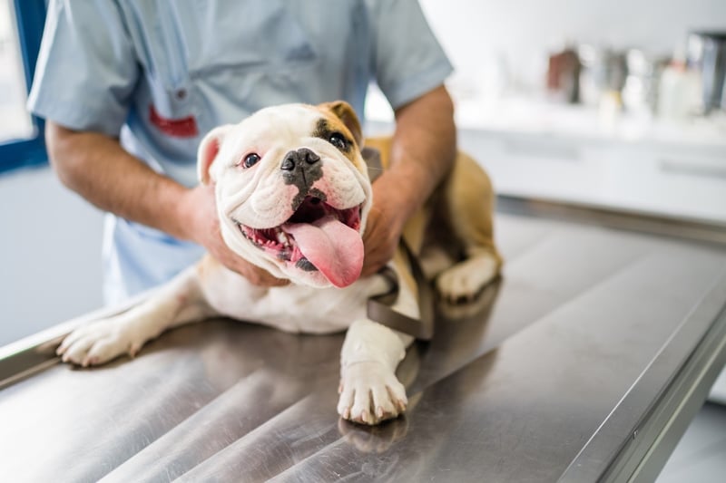 Different Treatment Options for Heartworm Disease