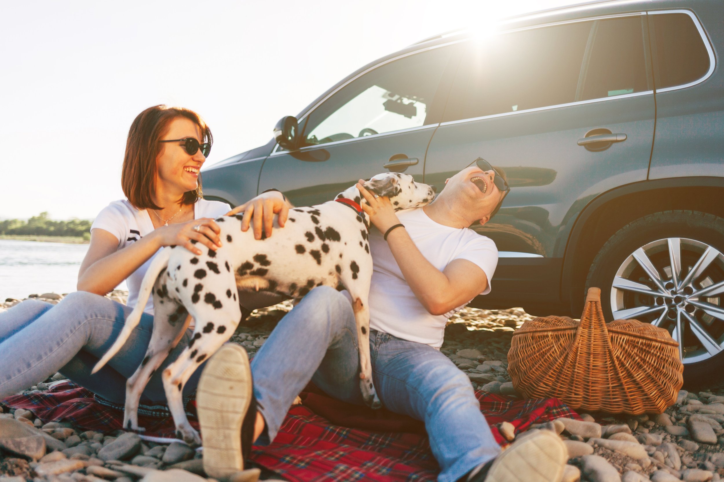 Dog Car Safety Tips How to Protect Your Dog While Traveling 
