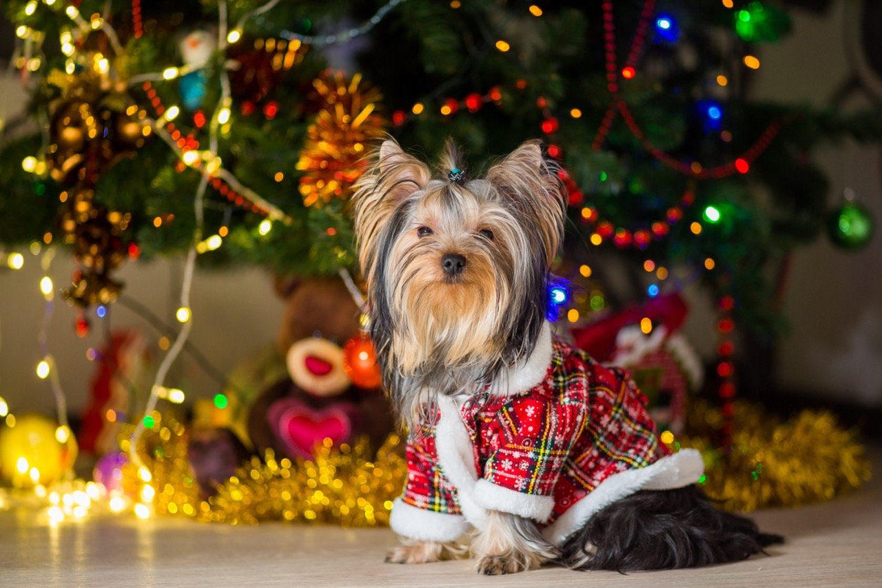 Holiday Decorating and Pet Safety Everything You Need to Know