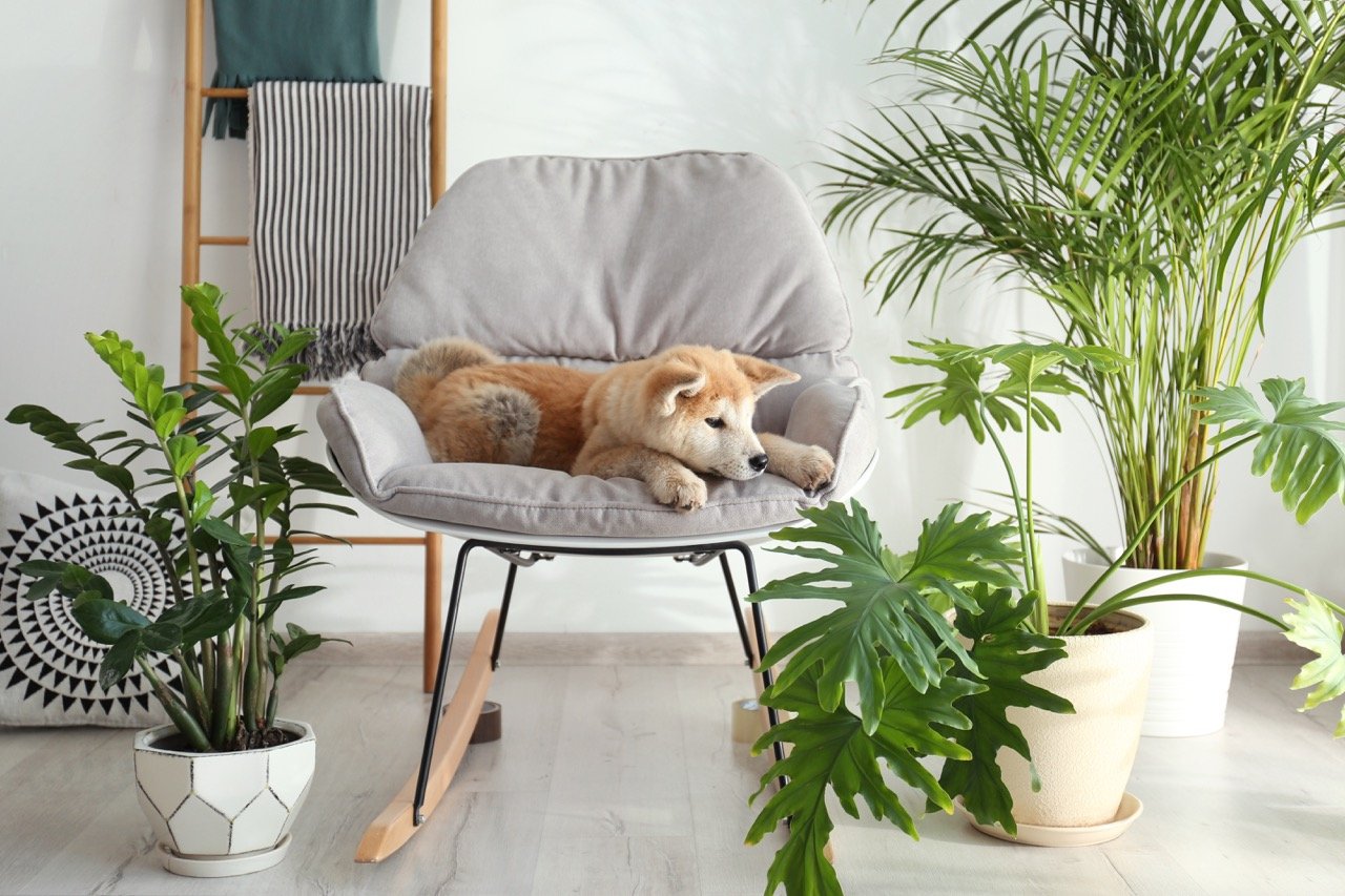 Houseplants That are Safe for Your Dog or Cat