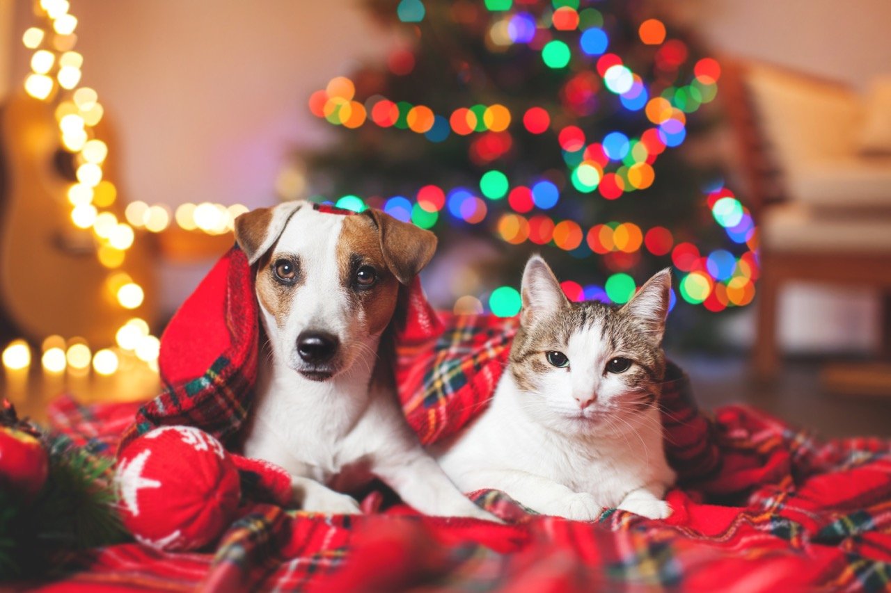 How Do You Keep Your Pets Safe During the Holidays