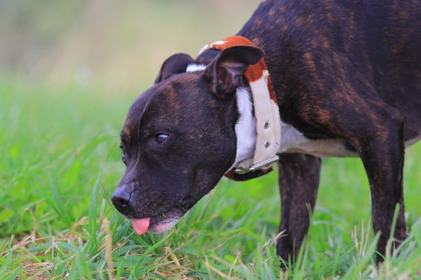 How do I Stop My Dog From Eating Grass-1
