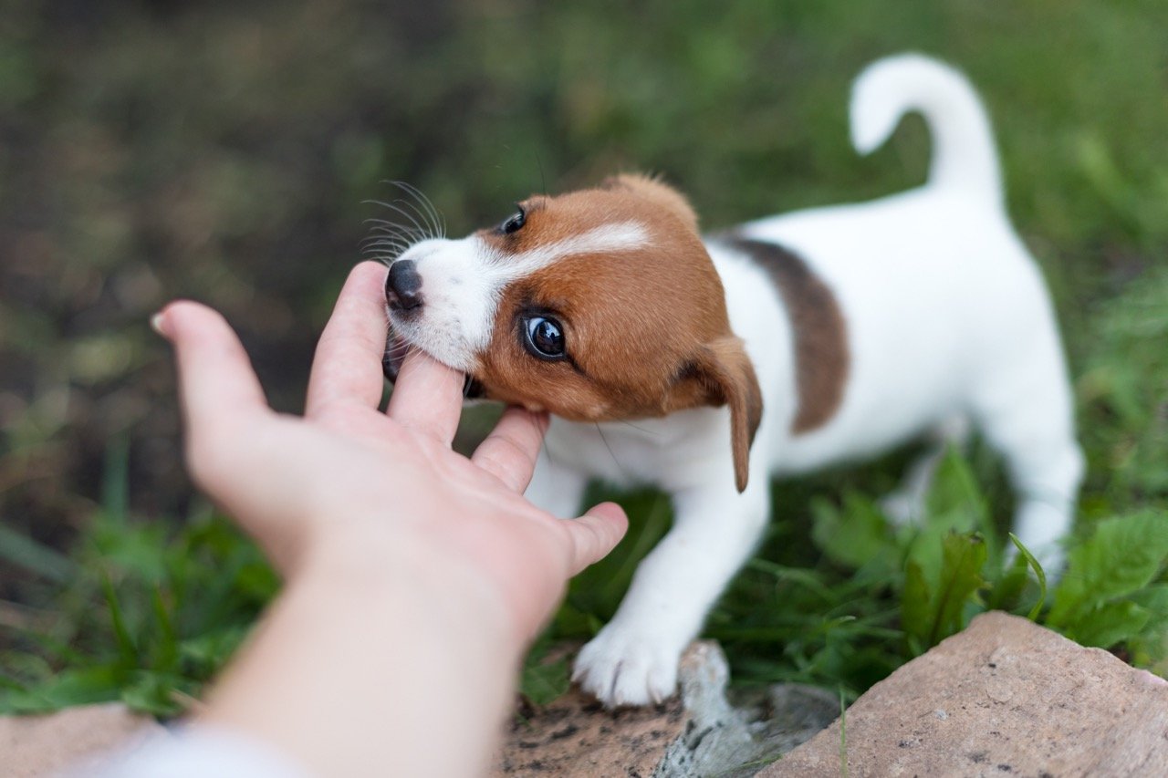 How to Combat Your Pups Biting Phase