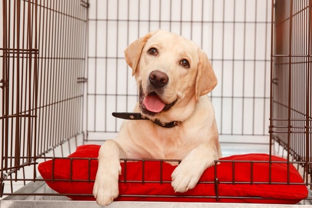 How to Crate Train a Puppy