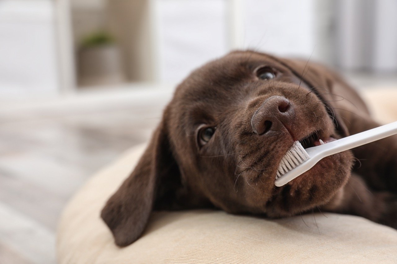 How to Keep Your Dogs Teeth Clean and Healthy
