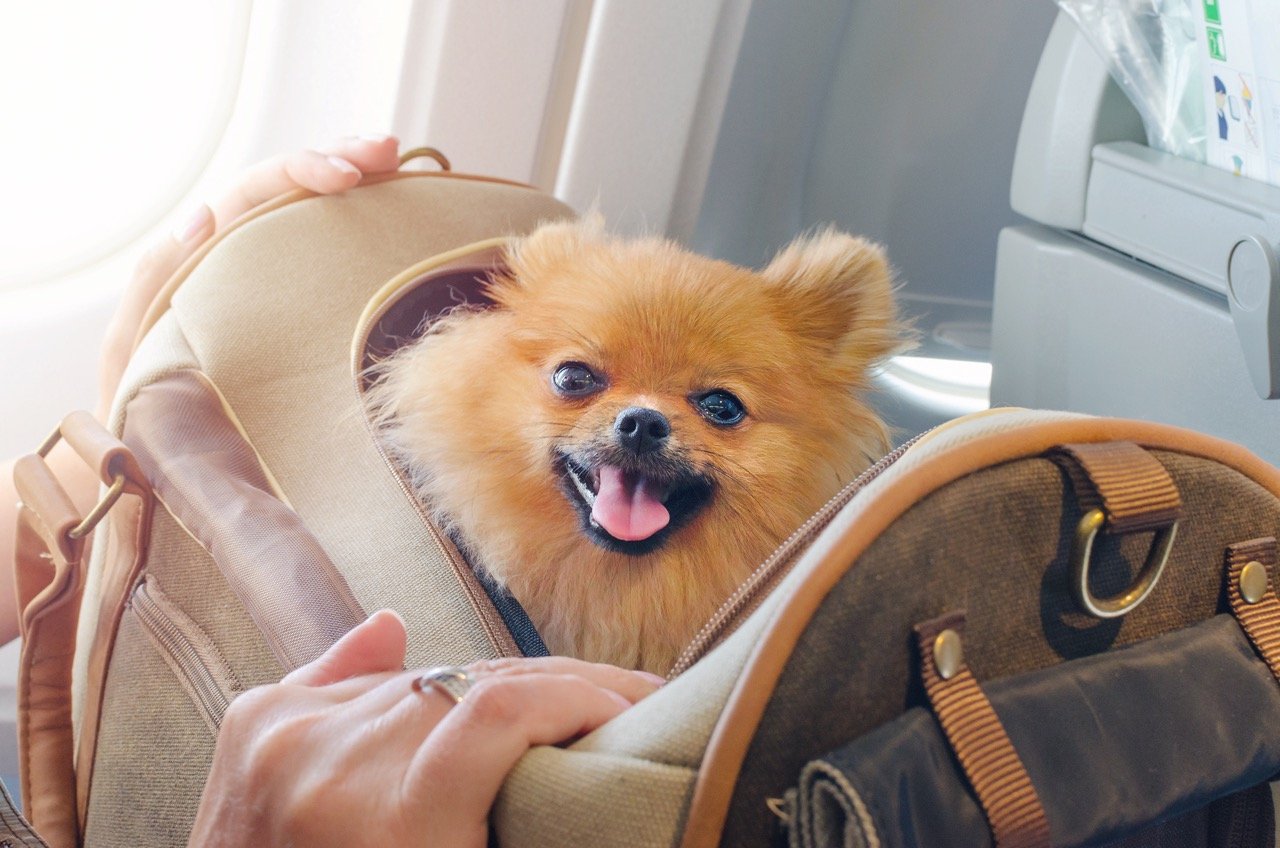 How to Travel With Your Dog When Flying