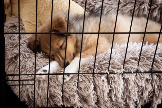 Is It a Good Idea to Crate Train Your Puppy?