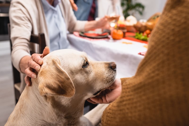 Is Turkey Toxic for Dogs?  