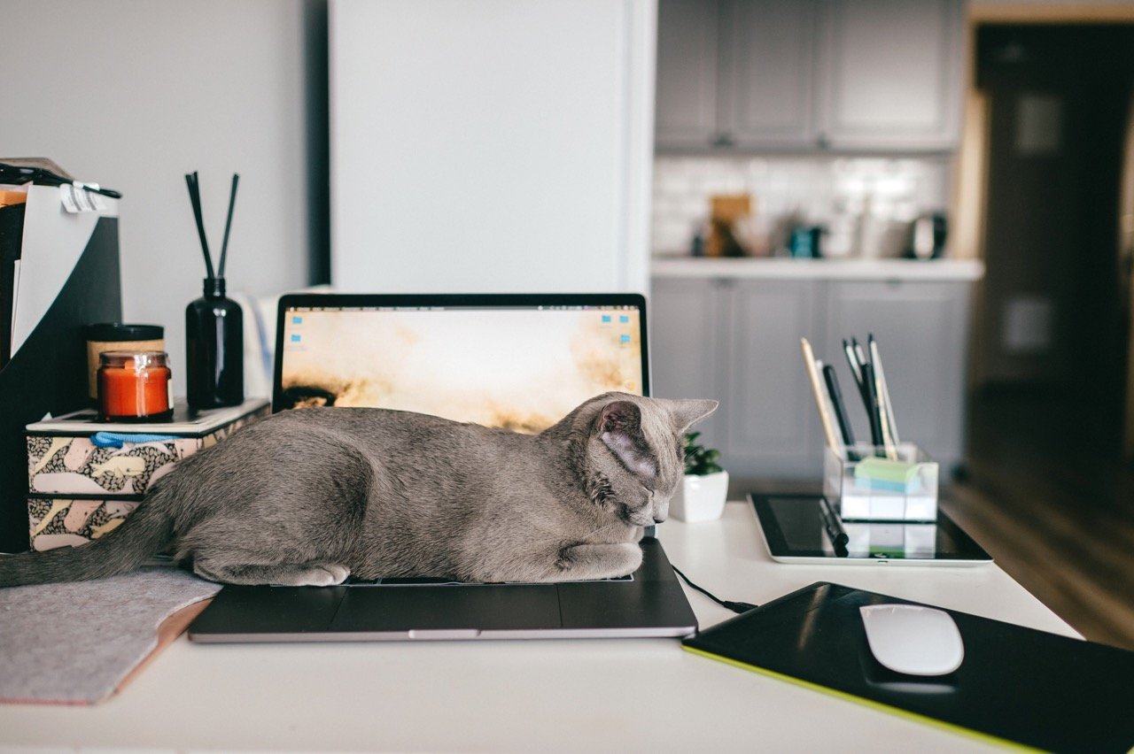 Other Forms of Body Language Cats Use to Communicate