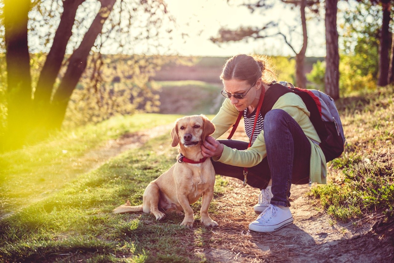 Tick Season Treatment and Prevention for Cat and Dog Owners