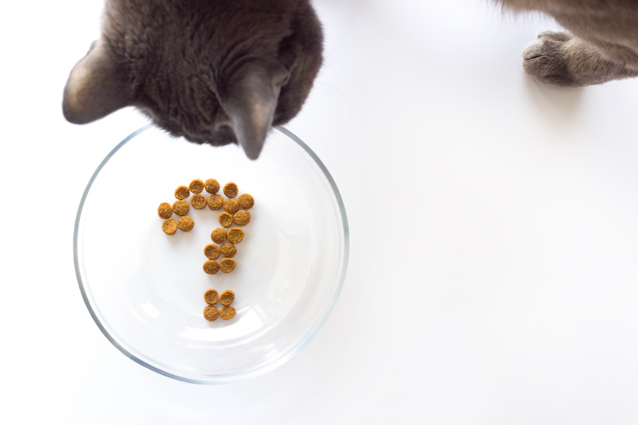 human foods toxic to cats