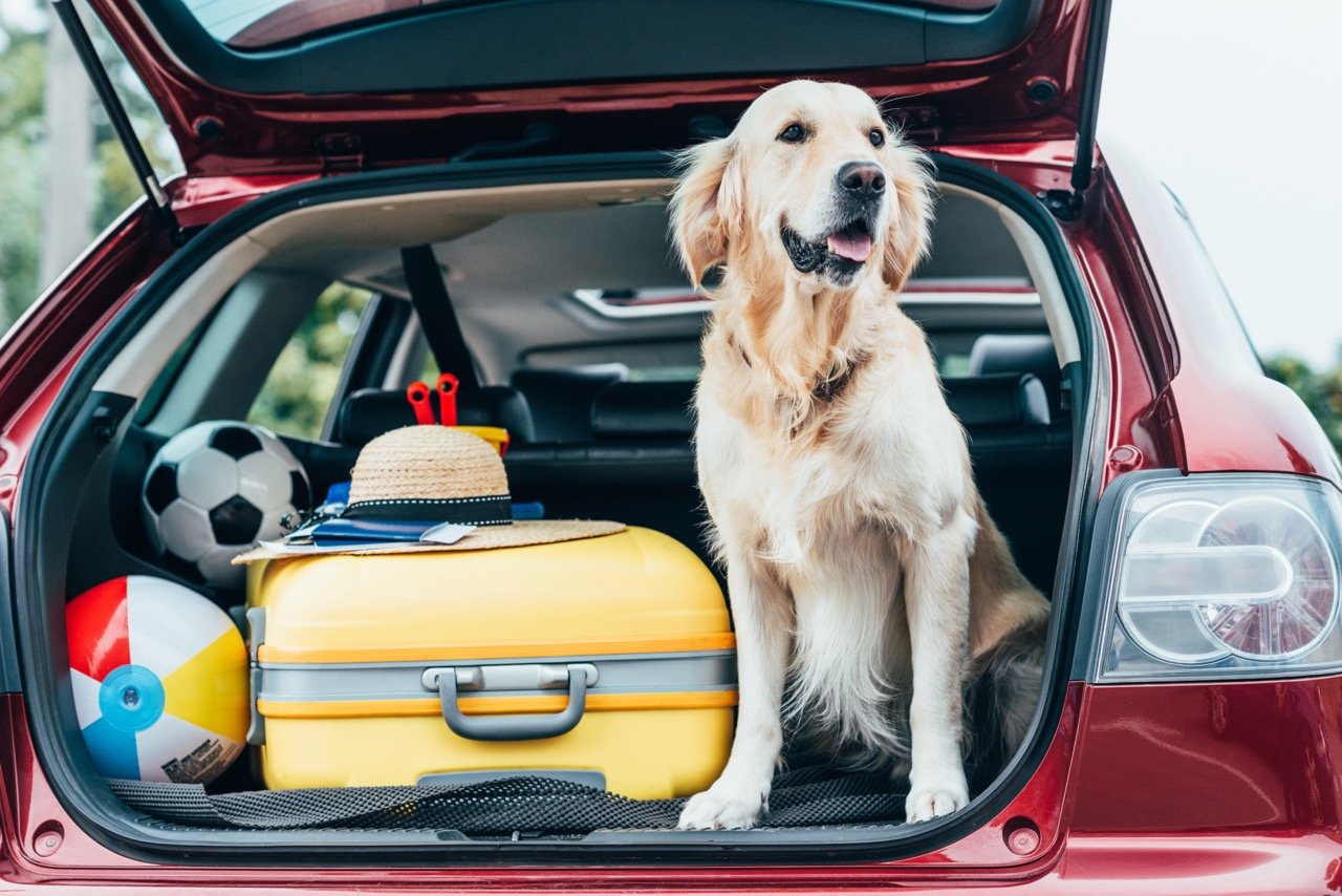 Traveling With Your Dog by Car