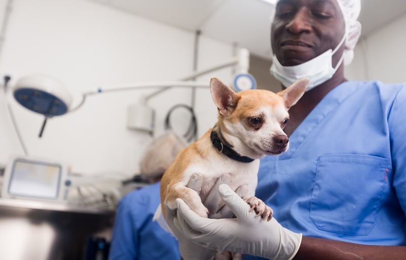 What are the Benefits of Getting Your Dog Spayed or Neutered? 
