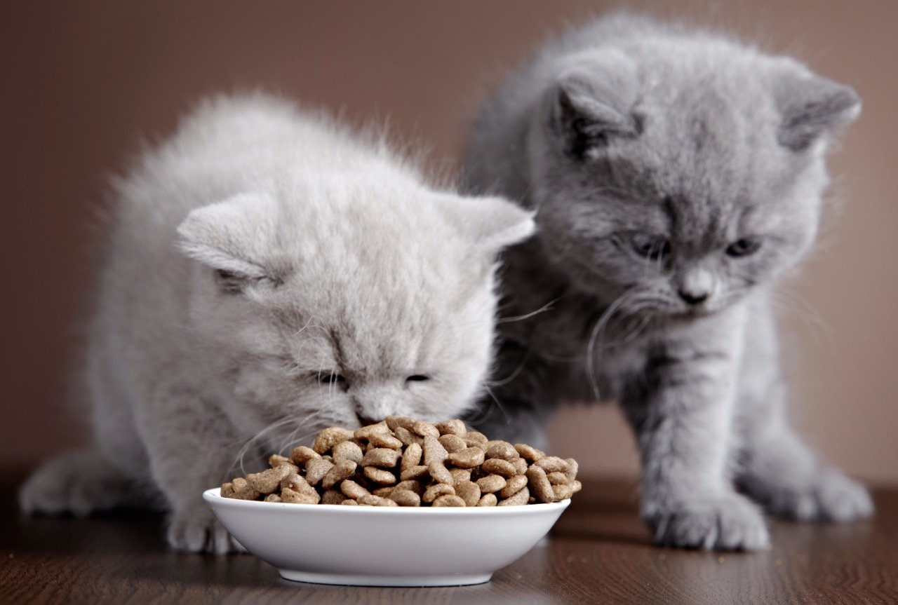 What to Do if Your Cat Ate Something Toxic 