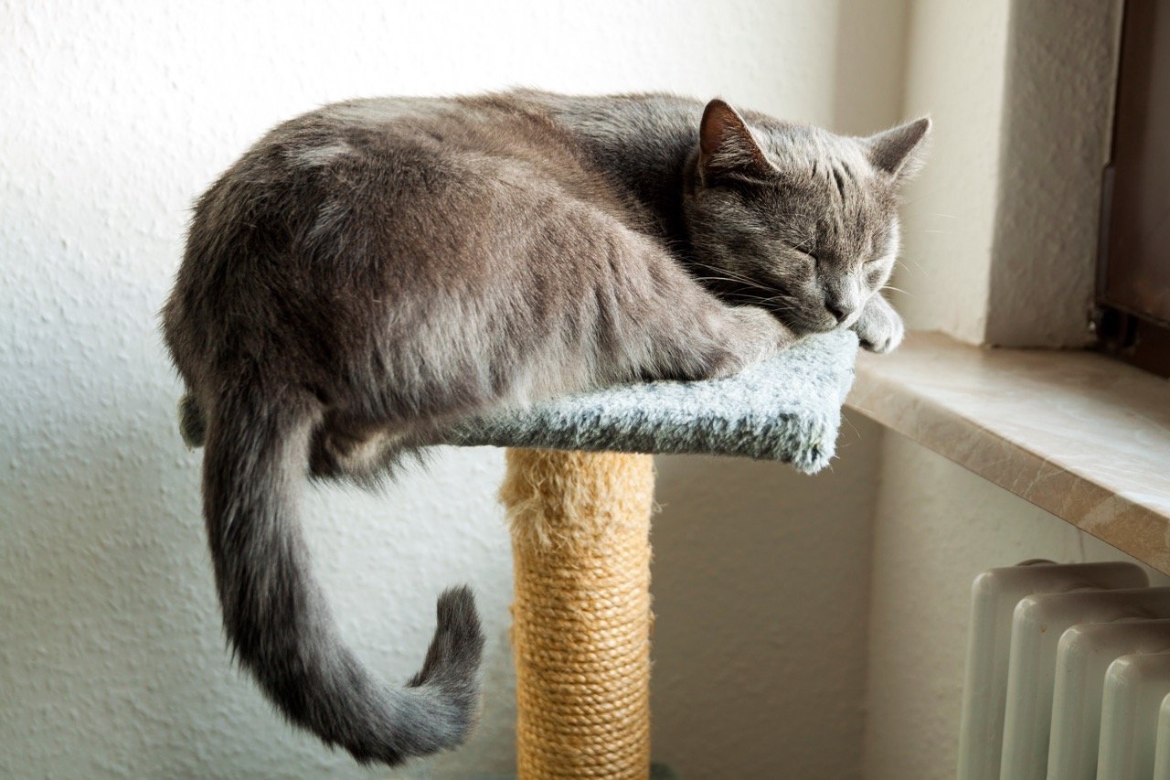 When Do Cats Typically Sleep_ 