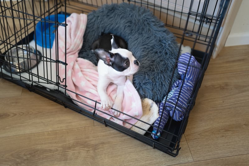 When to Start Crate Training Your Puppy