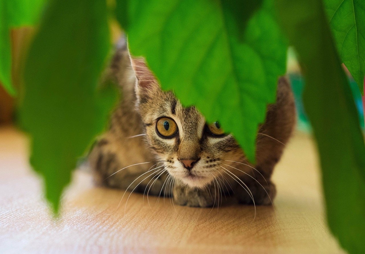 While most houseplants are safe for dogs and cats, some of them are toxic