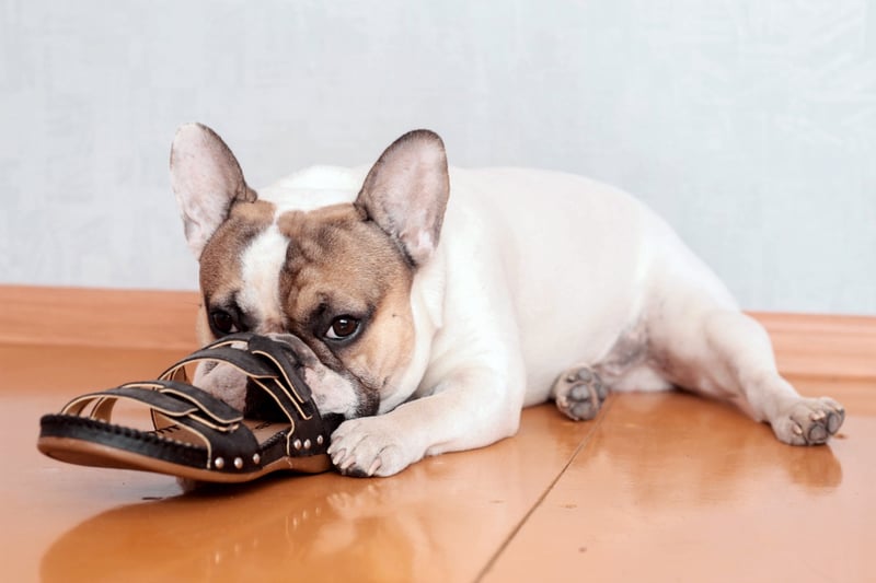 Why Do Dogs Chew Household Items_ 