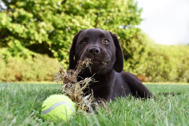 Why do Dogs Eat Grass-1