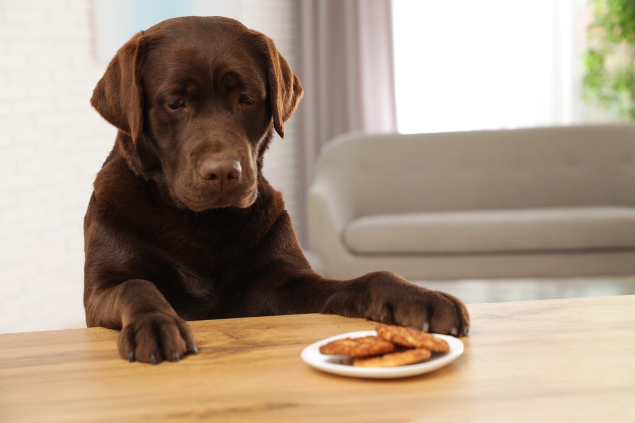 Why is Chocolate Toxic to Dogs?