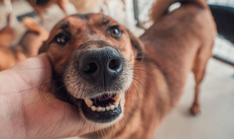 Why is It Important to Microchip Your Dog? 