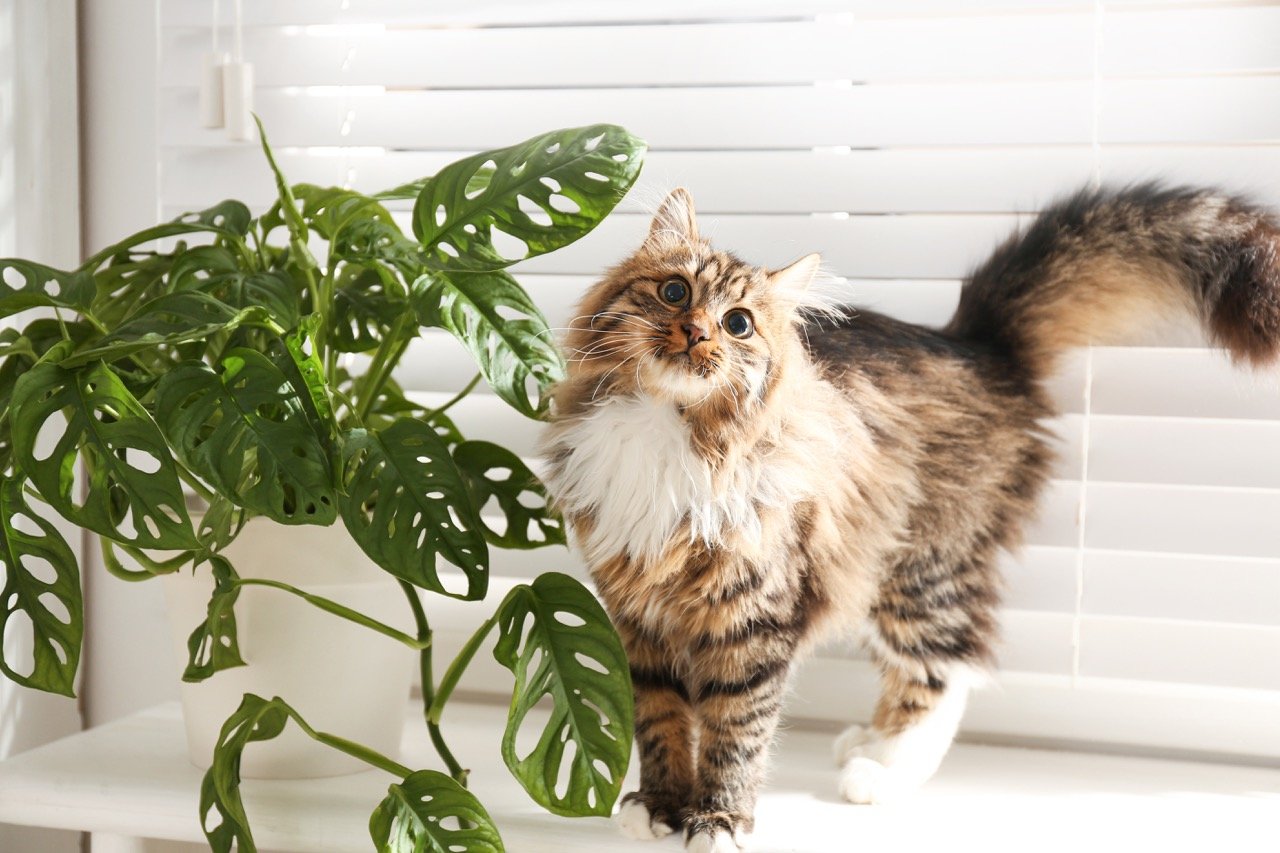 choosing the right houseplants if you have pets in the home