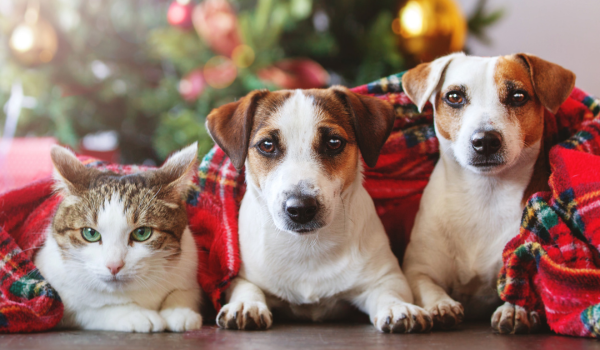 10 Tips to Keep Your Furry Friends Safe During the Holidays