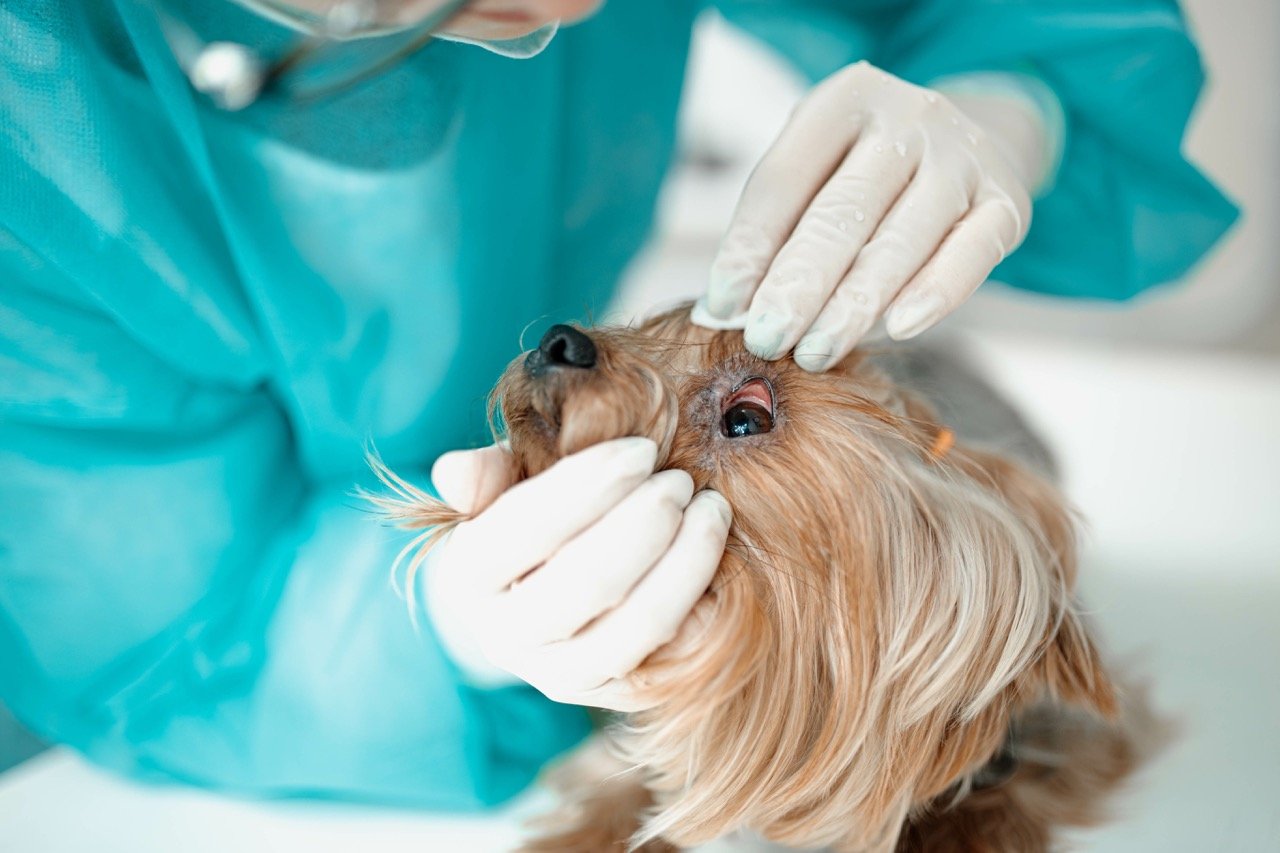 Everything You Need to Know About Dog Eye Infections