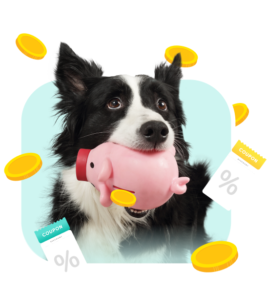 A dog holding a piggy bank in its mouth