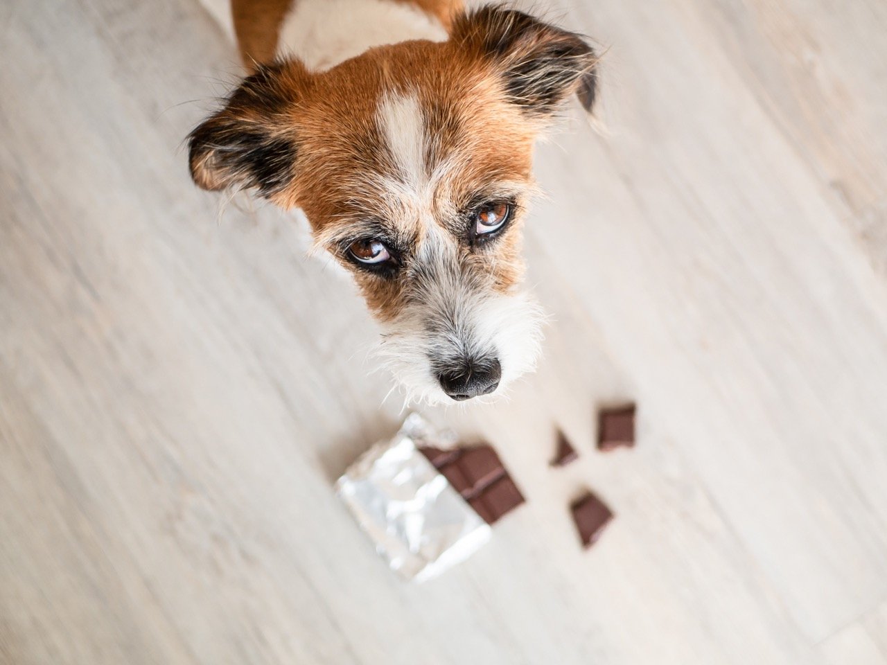 Help my dog ate chocolate: what to do next