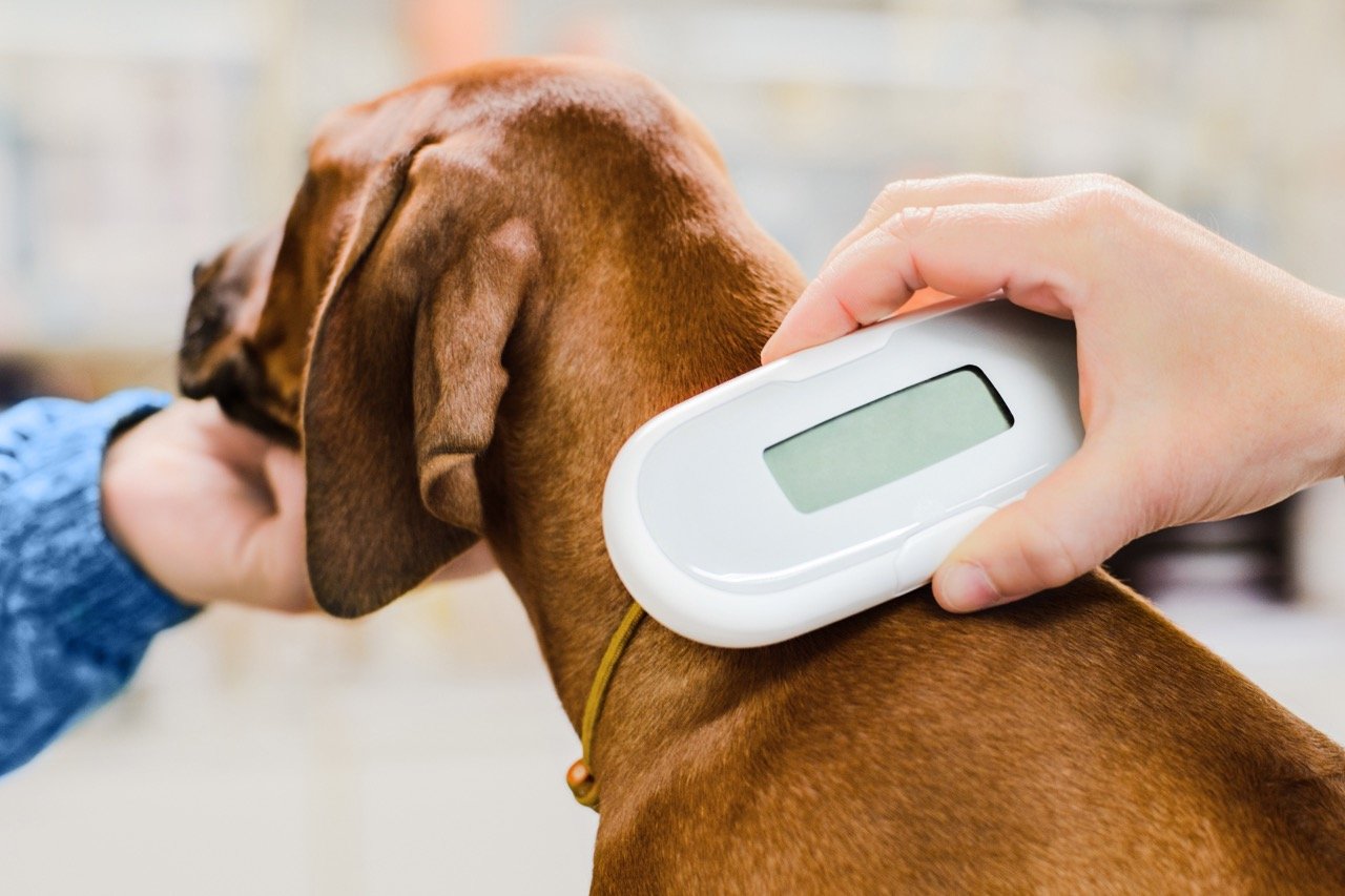 Importance of Microchipping Your Dog