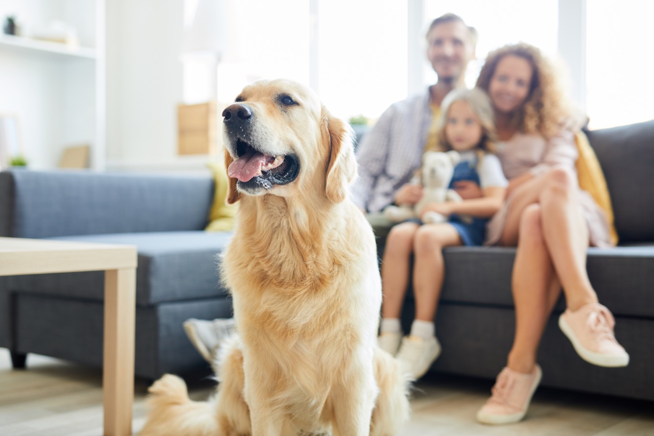 Springtime Pet Wellness: How Electricity Impacts Your Furry Friends' Health