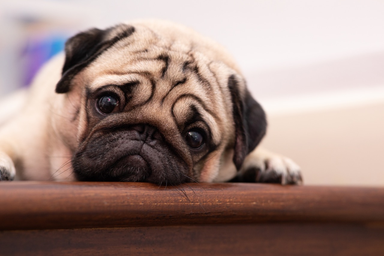 Signs That Your Dog is Stressed and What to Do