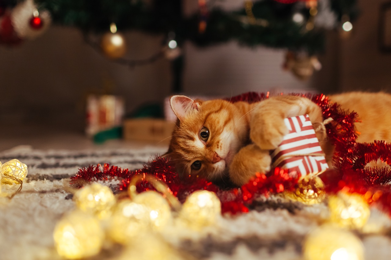 Holiday Decorating and Pet Safety: Everything You Need to Know