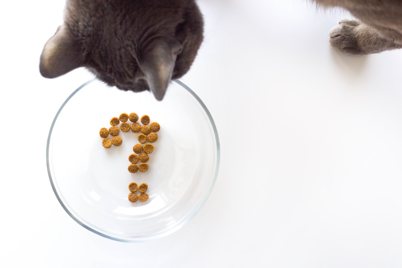 Top 10 Human Foods That are Toxic for Cats