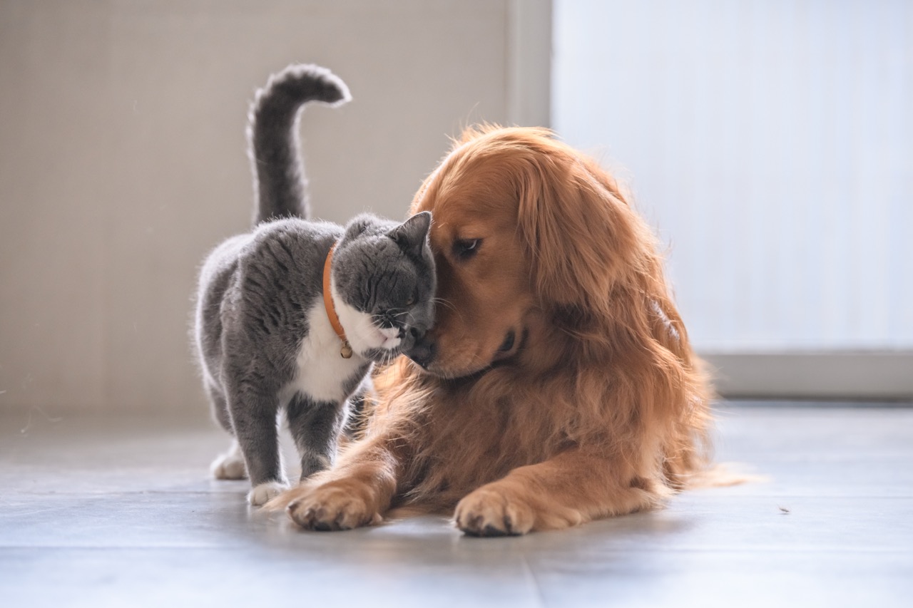 What You Need to Know About Senior Dog or Cat Care